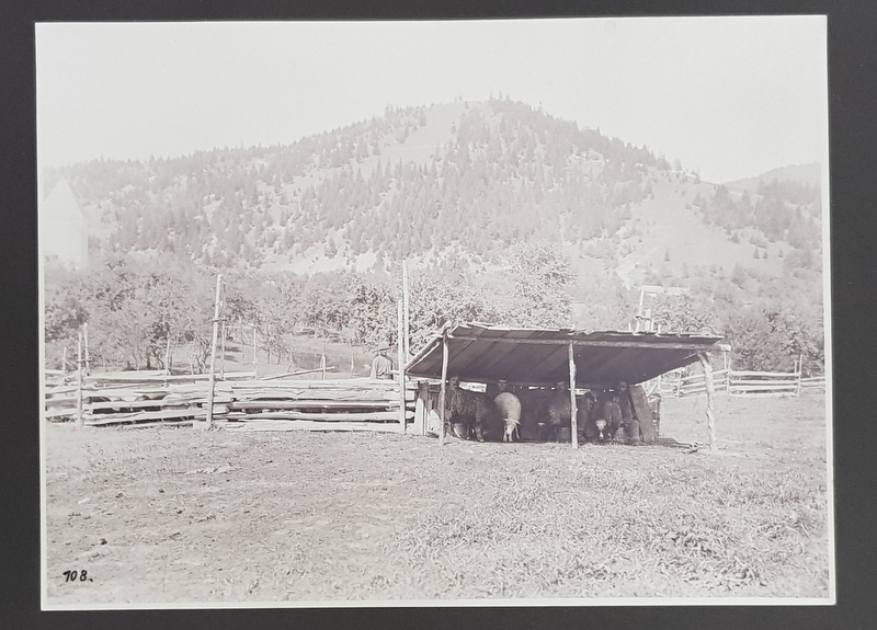 MULSUL OILOR  / GOSPODARIE DE TARAN LA MUNTE , FOTOGRAFII PRINSE PE CARTON , FATA  - VERSO , FOTOGRAF NICOLAE TATU , MONOCROME, PERIOADA INTERBELICA