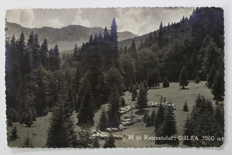 MUNTII  RETEZATULUI , VARFUL OSLEA , 2000 METRI ALTITUDINE , VEDERE , CARTE POSTALA ILUSTRATA , INTERBELICA