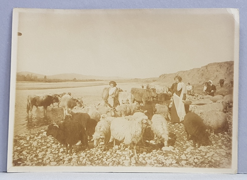 ORASENCE PE MALUL RAULUI , INCONJURATE DE OI SI VACI , FOTOGRAFIE MONOCROMA, PE HARTIE CROMATA , CCA . 1900