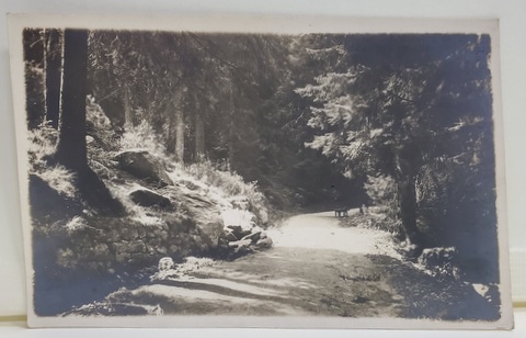 PALTINIS , POTECA MARGARETA , GRETCHENWEG , FOTO E. FISCHER , FOTOGRAFIE TIP CARTE POSTALA , INTERBELICA
