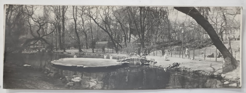 PARCUL CISMIGIU , LEBEDE PE LAC , FOTOGRAFIE ,  ANII ' 60 - ' 70
