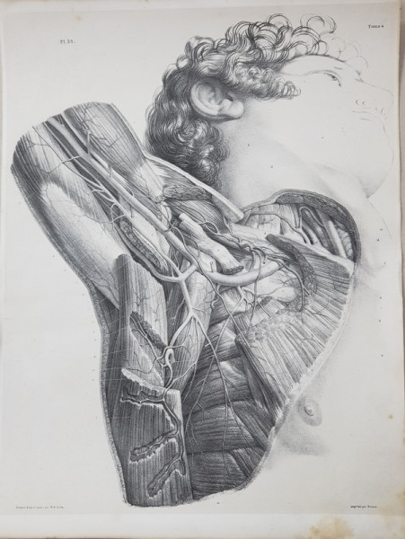PLANSA ANATOMICA CU SECTIUNE PRIN MUSCHI desenata de N. H. JACOB ( 1782 - 1871 )  , GRAVURA , MIJLOCUL SECOLULUI XIX