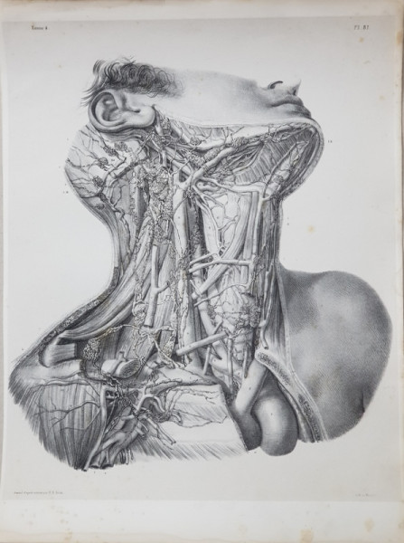 PLANSA ANATOMICA CU SECTIUNE PRIN MUSCHI GATULUI desenata de N. H. JACOB ( 1782 - 1871 )  , GRAVURA , MIJLOCUL SECOLULUI XIX