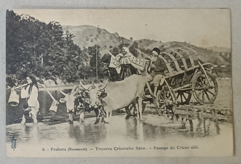 PRAHOVA , TARANI TRECAND RAUL CRICOVUL SARAT CU CARUL CU BOI , FOTOGRAFIE FORMAT CARTE POSTALA , CLASICA