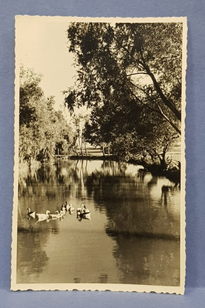 RATE PE APA , INSULA  MARE A BRAILEI , FOTOGRAFIE TIP CARTE POSTALA , MONOCROMA, NECIRCULATA , PERIOADA INTERBELICA