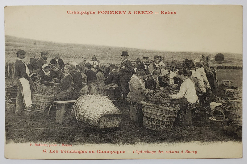 RECOLTAREA STRUGURILOR IN CHAMPAGNE , DECOJIREA STRUGURILOR LA BOUZY , CARTE POSTALA ILUSTRATA , INCEPUTUL SEC. XX