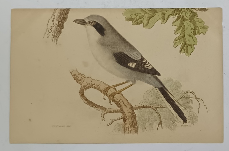 SFRANCIOC , PE RAMURA DE ALUN , GRAVURA COLORATA MANUAL , CARTE POSTALA  ILUSTRATA , CLASICA , CCA. 1900