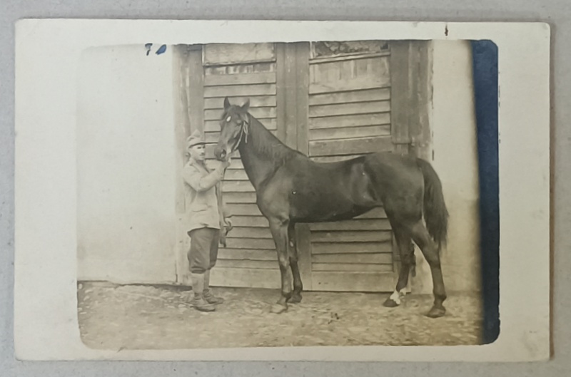 SOLDAT ROMAN TINAND UN CAL IN FRAU , FOTOGRAFIE FORMAT CARTE POSTALA , INTERBELICA