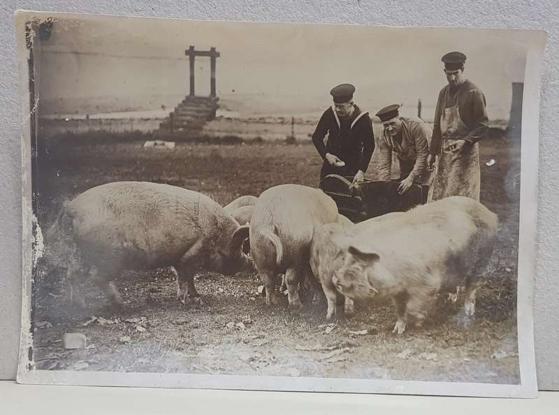 SOLDATI GERMANI HRANIND PORCI LA FERMA , FOTOGRAFIE MONOCROMA, PERIOADA INTERBELICA , PREZINTA EXFOLIERI PE PARTEA STANGA *