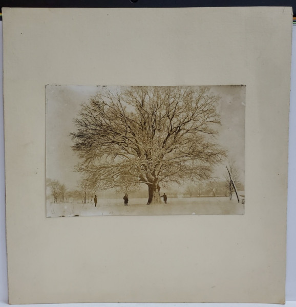 STEJARUL DIN COMUNA PITARU ( DAMBOVITA  ) , CU DIMENSIUNILE PE VERSO ,  ARBORE DE DIMENSIUNI GIGANTICE , FOTOGRAFIE , 1927