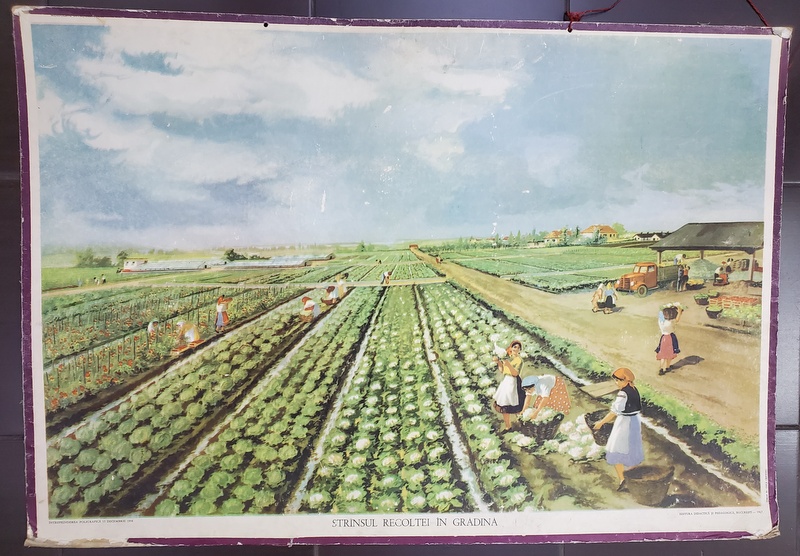 STRANSUL RECOLTEI DIN GRADINA , grafica de COCA CRETOIU , PLANSA DIDACTICA NR. 104 , 1967