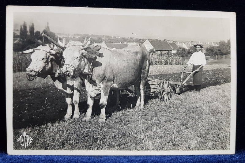 TARAN CU PLUGUL TRAS DE BOI , FOTOGRAFIE TIP CARTE POSTALA , MONOCROMA , NECIRCULATA , PERIOADA INTERBELICA