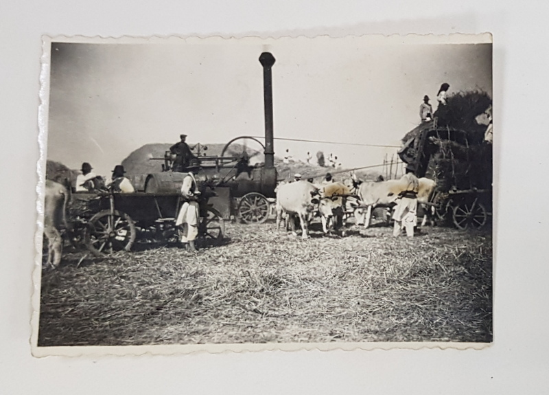 TARANI LA CAMP , LANGA BATOZA , FOTOGRAFIE DE MICI DIMESNIUNI , INTERBELICA