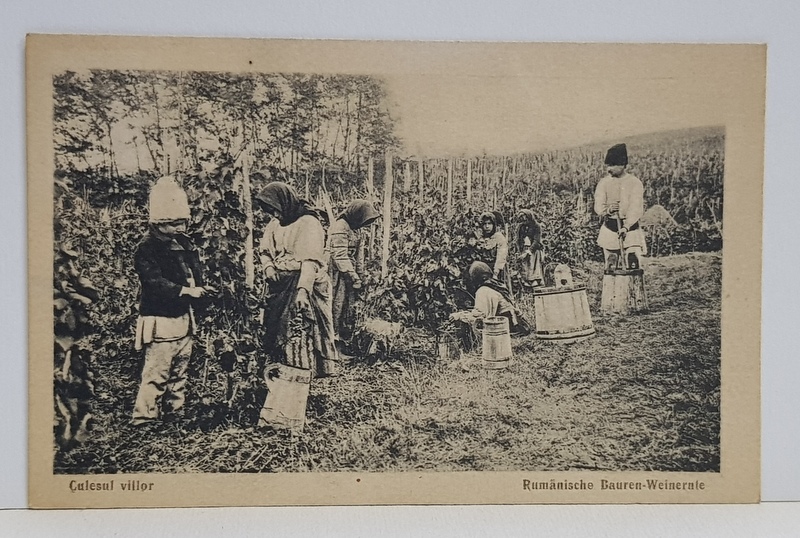 TARANI LA CULESUL VIILOR , FOTOGRAFIE TIP CARTE POSTALA , MONOCROMA , CIRCULATA , DATATA 1917