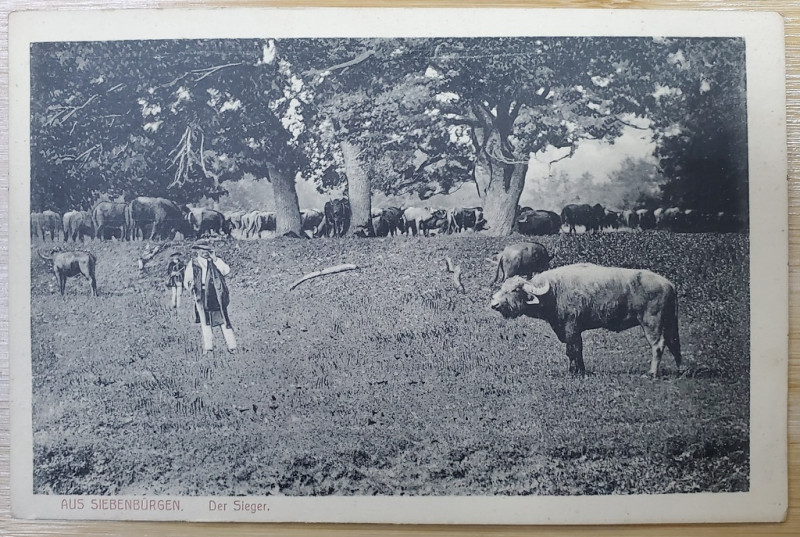 TRANSILVANIA , CIUDAR LA CIREADA DE BIVOLI , CARTE POSTALA , 1923
